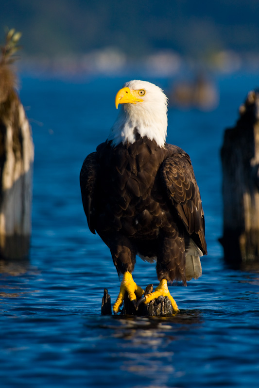 Bald Eagle